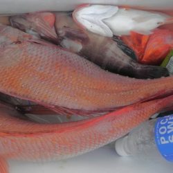 遊漁船 新鋭丸 釣果