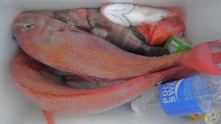 遊漁船 新鋭丸 釣果