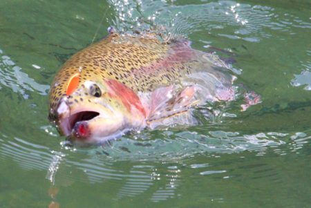 小菅トラウトガーデン 釣果