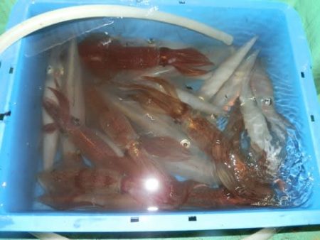 第二むつ漁丸 釣果