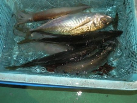 第二むつ漁丸 釣果