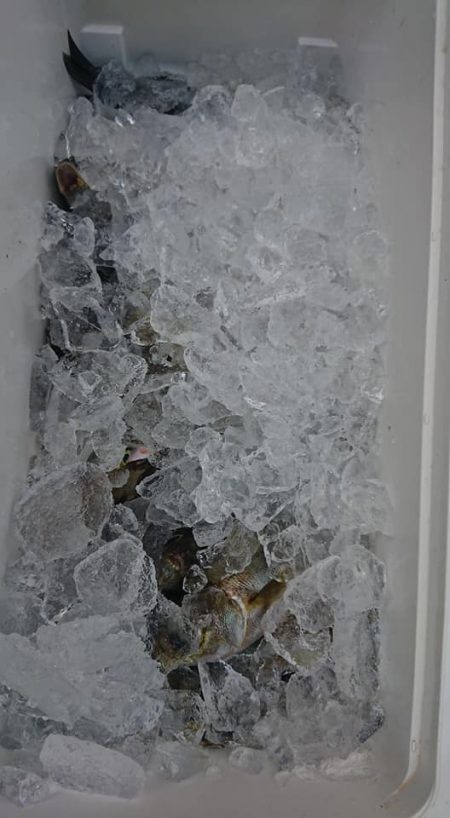 伊豆下田フィッシング 釣果