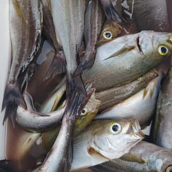 伊豆下田フィッシング 釣果