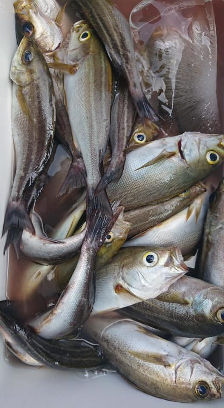 伊豆下田フィッシング 釣果