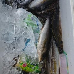 伊豆下田フィッシング 釣果