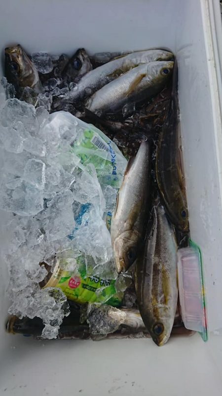 伊豆下田フィッシング 釣果