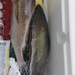 伊豆下田フィッシング 釣果