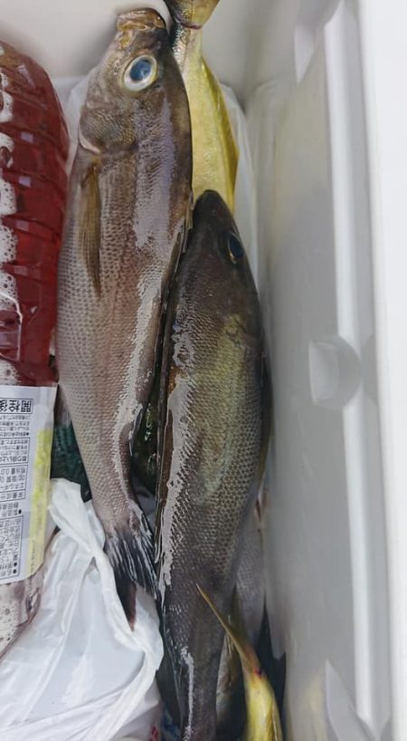 伊豆下田フィッシング 釣果