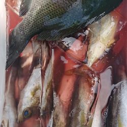 伊豆下田フィッシング 釣果