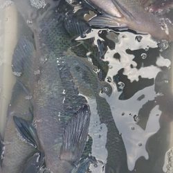 伊豆下田フィッシング 釣果