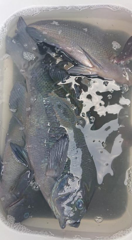 伊豆下田フィッシング 釣果