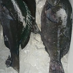 伊豆下田フィッシング 釣果