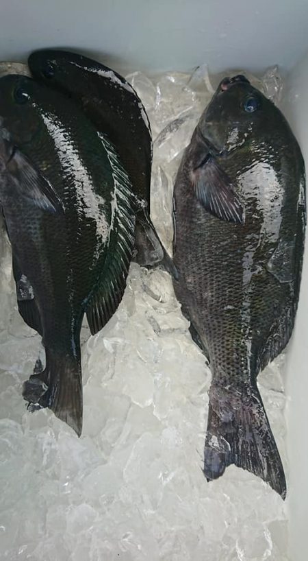 伊豆下田フィッシング 釣果