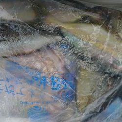 伊豆下田フィッシング 釣果