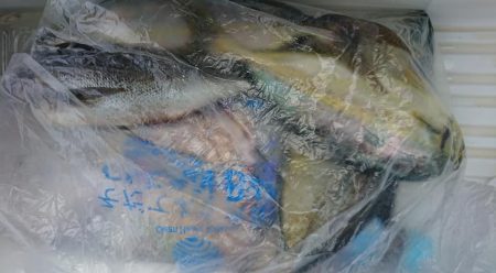 伊豆下田フィッシング 釣果