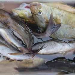 伊豆下田フィッシング 釣果