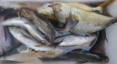 伊豆下田フィッシング 釣果