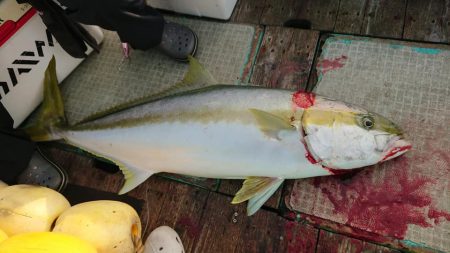 伊豆下田フィッシング 釣果