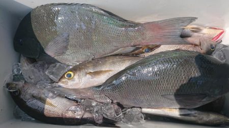 伊豆下田フィッシング 釣果