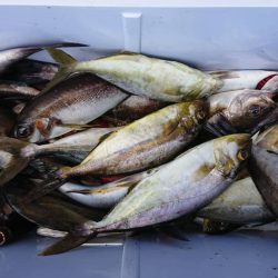 伊豆下田フィッシング 釣果