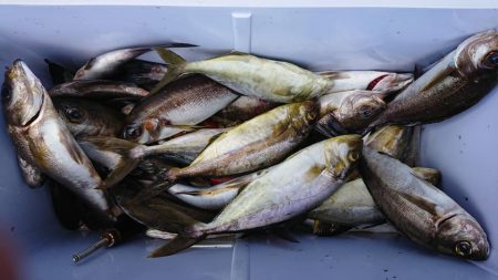 伊豆下田フィッシング 釣果