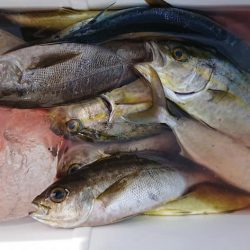 伊豆下田フィッシング 釣果