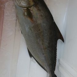 伊豆下田フィッシング 釣果