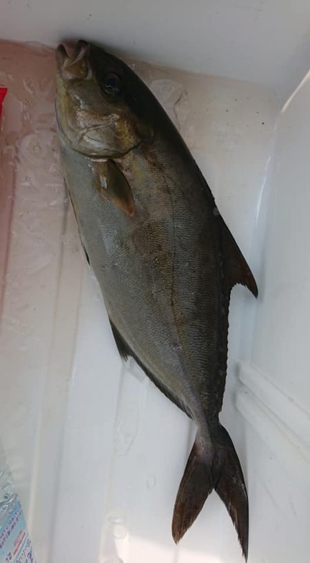 伊豆下田フィッシング 釣果