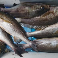 伊豆下田フィッシング 釣果