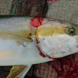 伊豆下田フィッシング 釣果