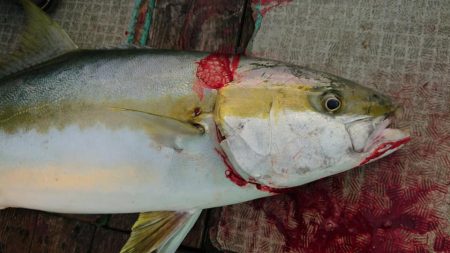 伊豆下田フィッシング 釣果