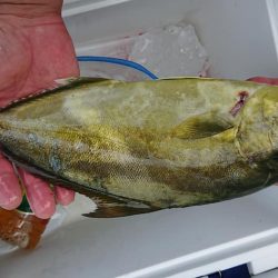 伊豆下田フィッシング 釣果