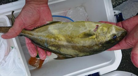 伊豆下田フィッシング 釣果