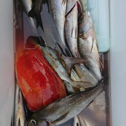 伊豆下田フィッシング 釣果