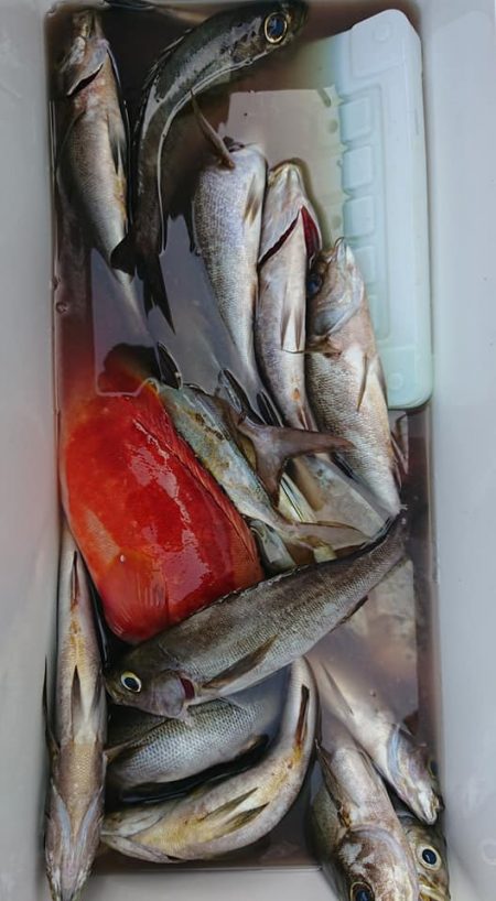 伊豆下田フィッシング 釣果