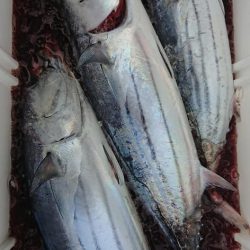 伊豆下田フィッシング 釣果