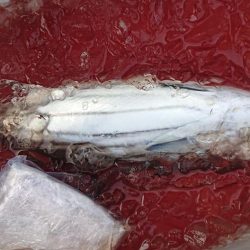 伊豆下田フィッシング 釣果