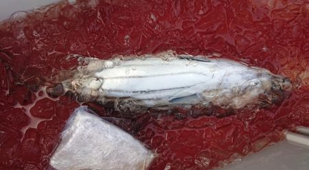 伊豆下田フィッシング 釣果