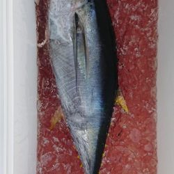 伊豆下田フィッシング 釣果