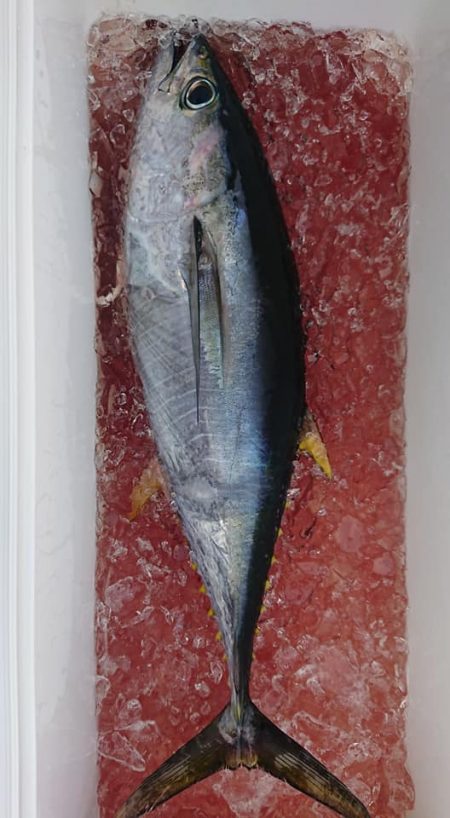 伊豆下田フィッシング 釣果