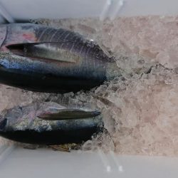伊豆下田フィッシング 釣果