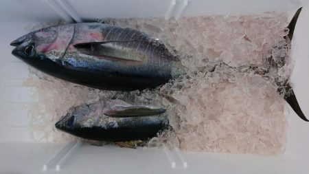 伊豆下田フィッシング 釣果