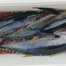 伊豆下田フィッシング 釣果