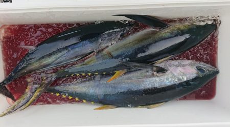 伊豆下田フィッシング 釣果