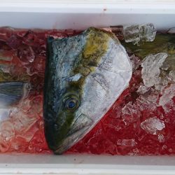 伊豆下田フィッシング 釣果