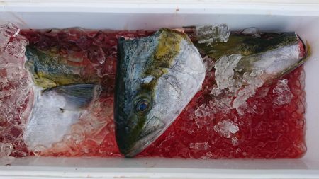 伊豆下田フィッシング 釣果