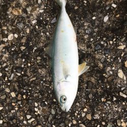 レイズで早巻きショアジギング！【シャウト（Shout!）レイズ　インプレッション】