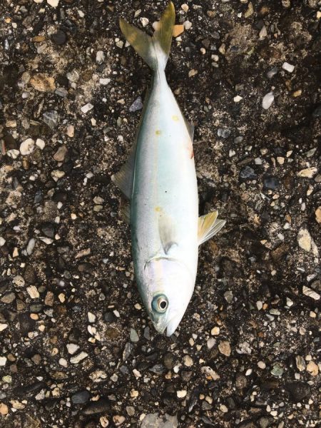 レイズで早巻きショアジギング！【シャウト（Shout!）レイズ　インプレッション】