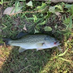 トライザ　ロプロスは掛けやすい！【メガバス（Megabass）トライザ　インプレッション】