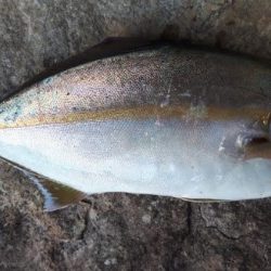 カンパチ！！！！！！！潮が低いからダメかと思いましたが全然イケました☆